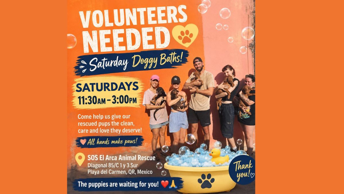Saturday Bath Day at SOS El Arca (Volunteers Needed)