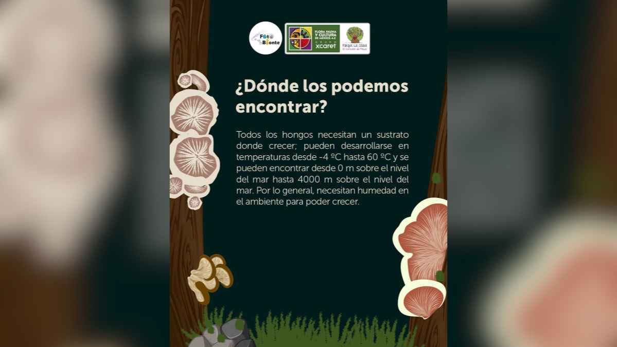 Mushroom Walk at Parque La Ceiba