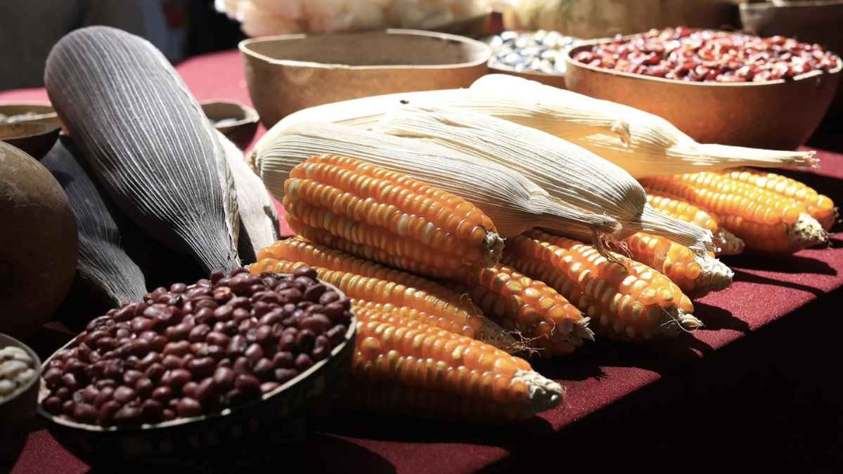 Seed and Corn Fair in Playa del Carmen
